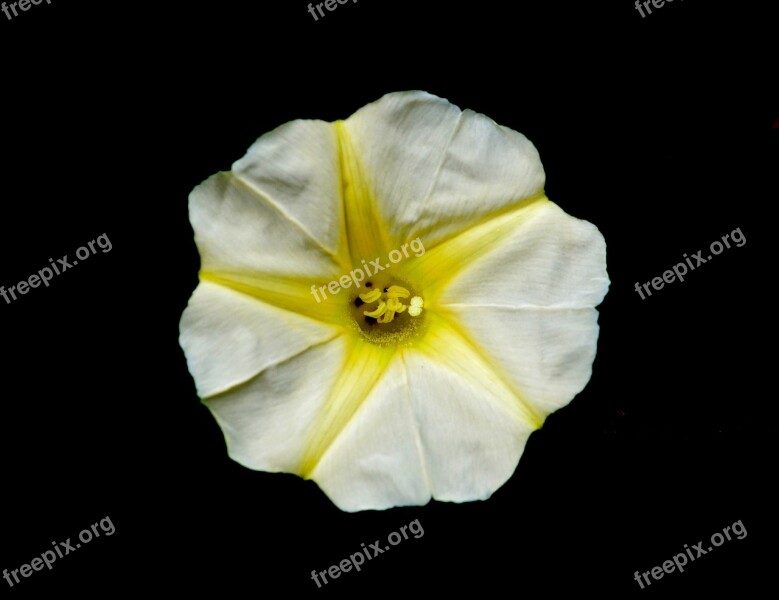 Flower Yellow White Black Background Star