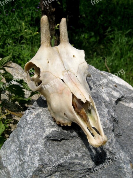 Skull Goat Buck Skeleton Animal Skull Bone