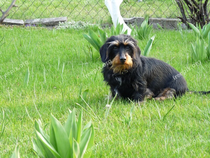 Dog Dachshund Garden Free Photos