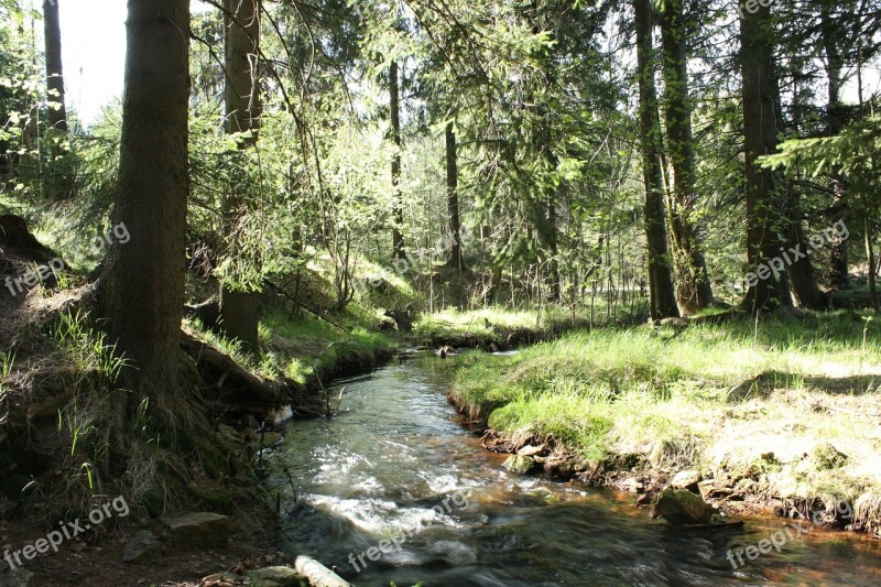 Forest Bach Trees Mountain Stream Wilderness