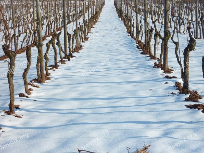 Vineyard Vineyard In Winter Vine Winegrowing Snow