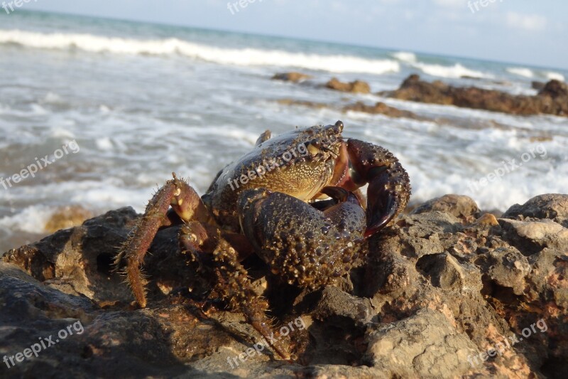 Crab Sea Beach Free Photos