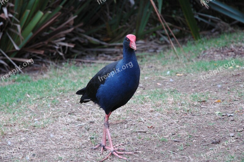 Bird Pukeko Wildlife Swamp Hen