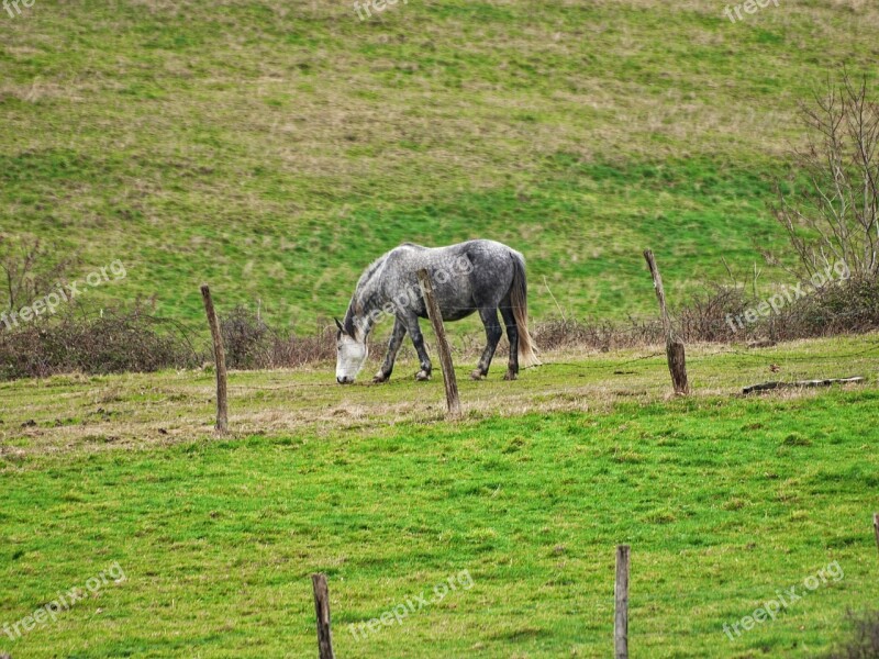 Horse Prado Green Solo Fence