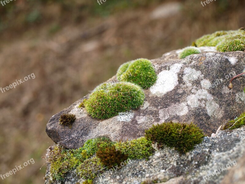 Moss Rock Green Stone Free Photos