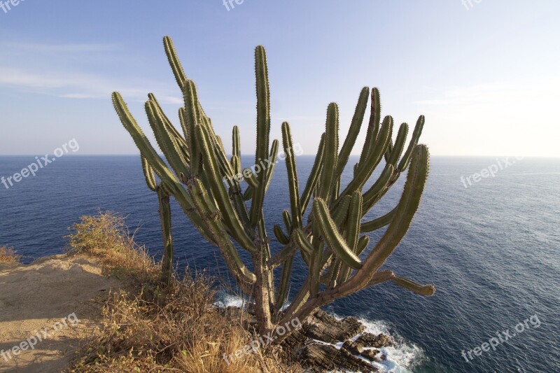 Cactus Ocean Pacific Huatulco Mexico