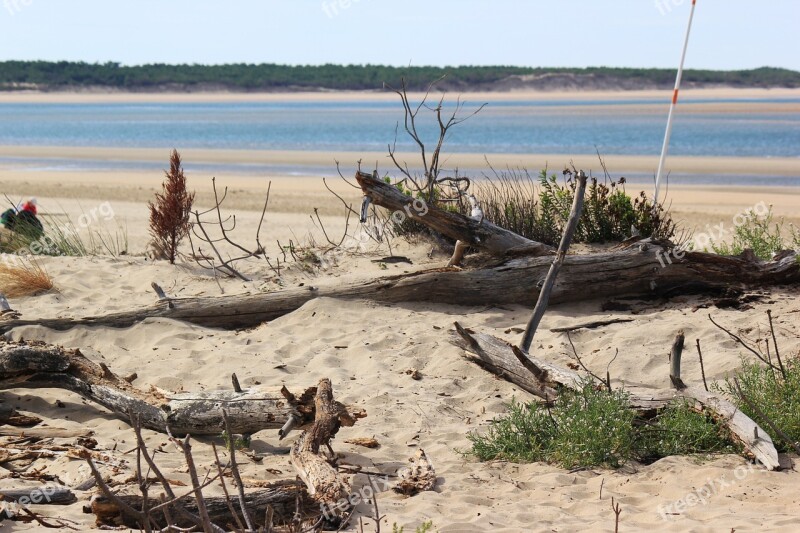 Beach Nature Wood Sea Ocean