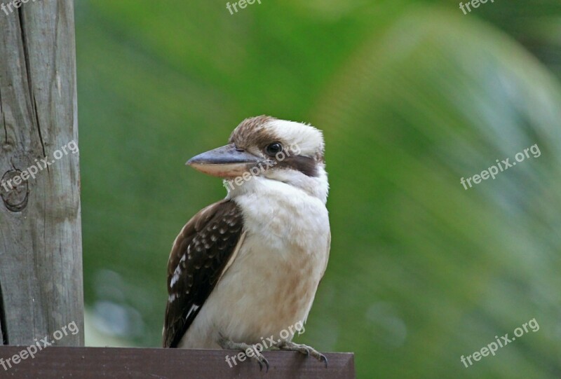 Bird Kookburra Australia Lachender Hans Plumage