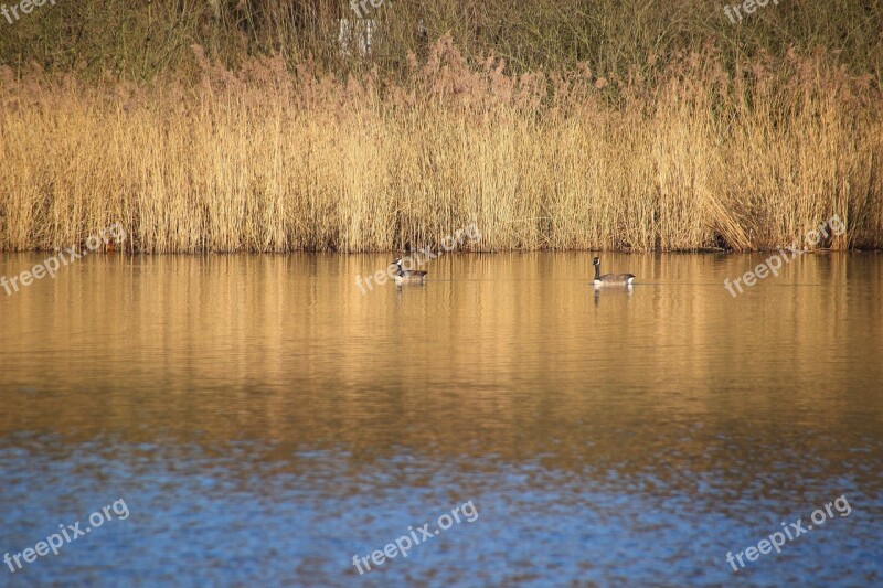 Lake Reed Birds Bank Pond