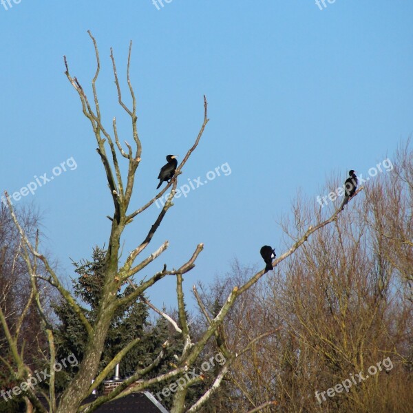 Cormorants Birds Water Bird Animal World Landscape