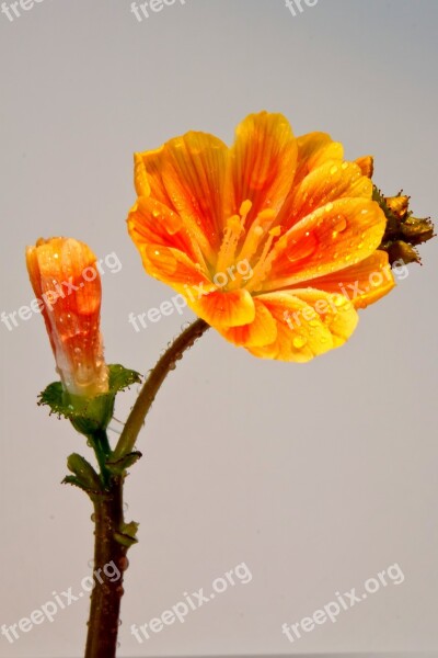 Nemesia Blossom Bloom Drop Of Water Orange