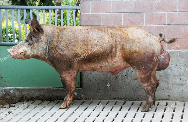 Boar Breeding Boars Pig Sow Breeding