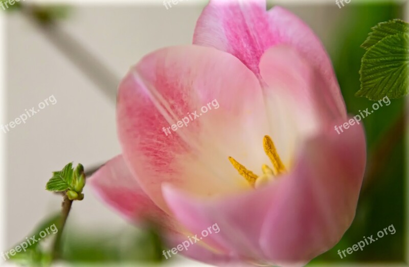 Tulip Macro Pink Tender Spring