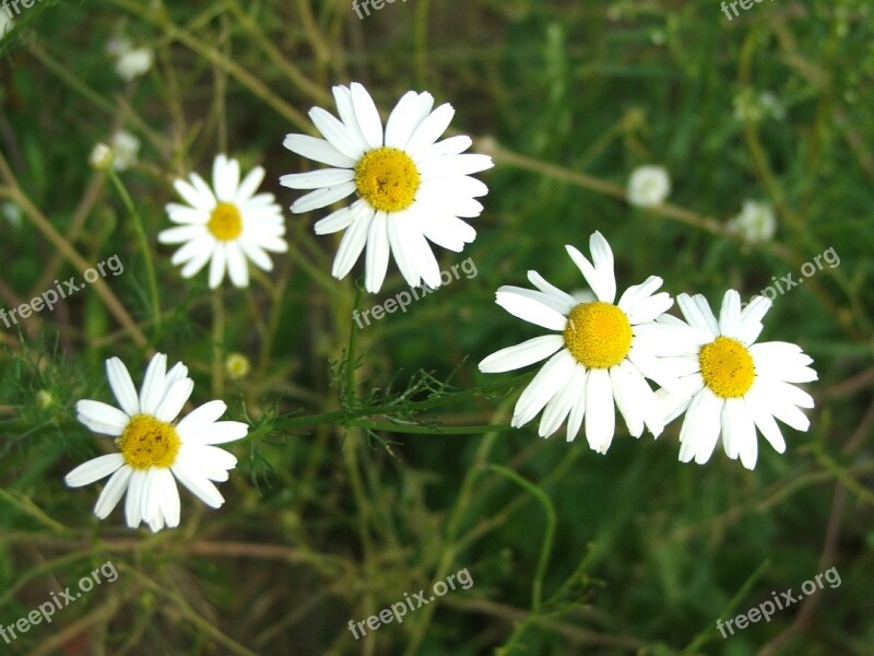 Daisies Flowers Meadow Closeup Nature