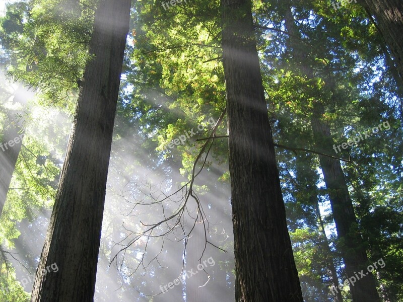 Trees Mystical Atmospheric Light Free Photos