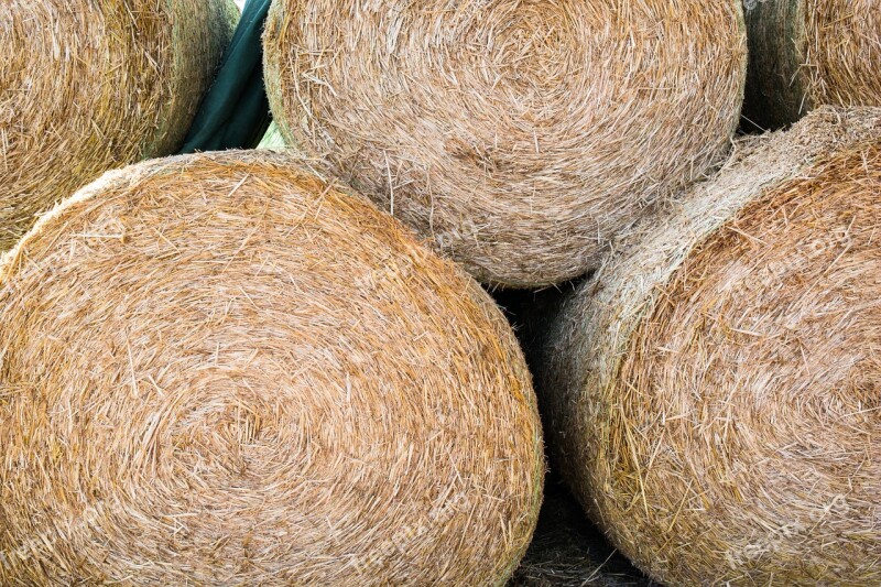 Hay Hay Bales Bale Harvest Round Bales