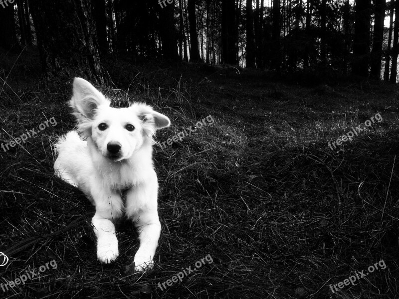 Animal Dog Forest Monochrome Free Photos