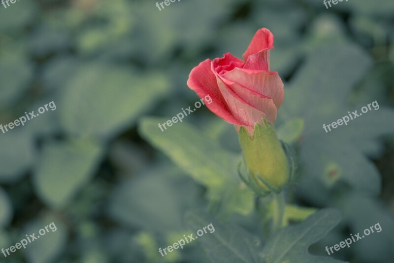 Flower Macro Japanese Free Photos