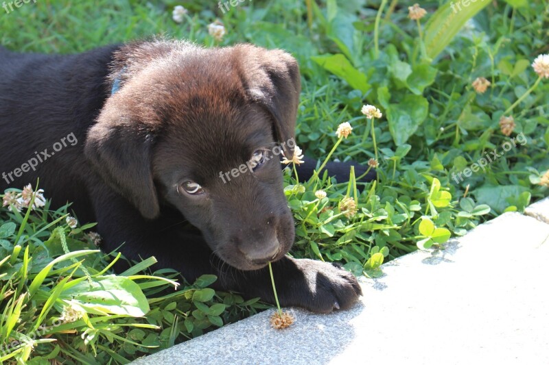 Puppy Black Labrador Cute Pet