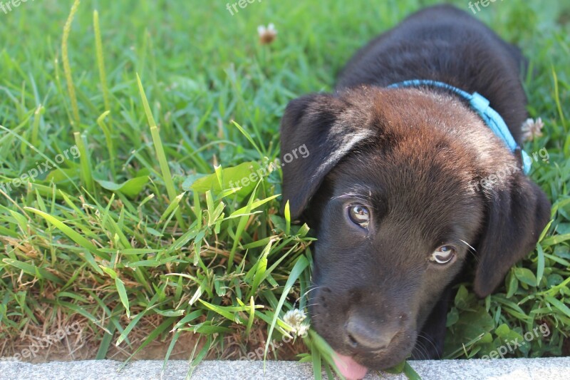 Puppy Black Labrador Cute Pet