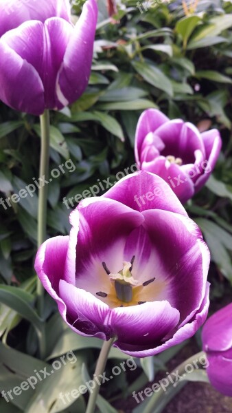 Flower Tulip Spring Blossom Garden