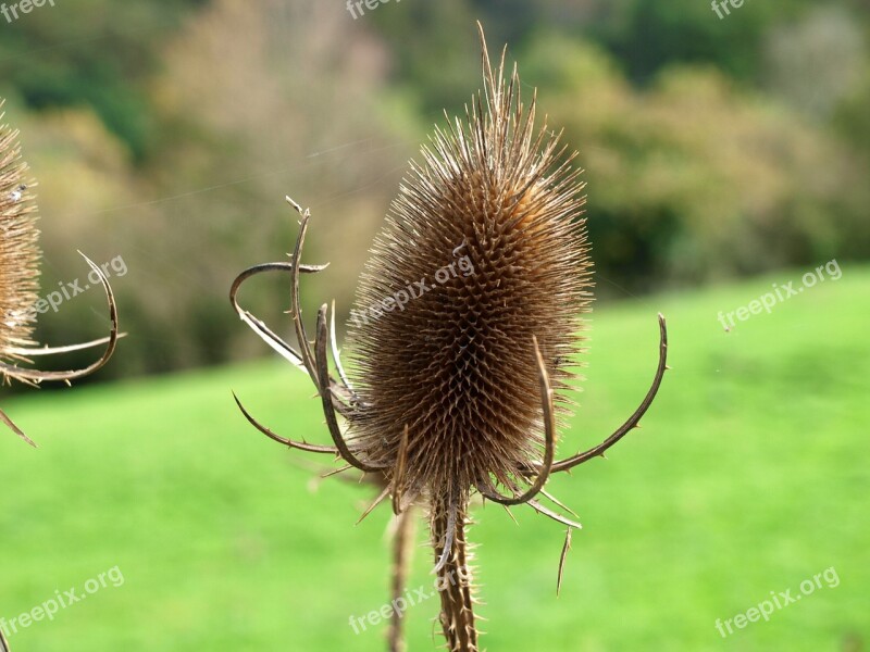 Thistle Green Thorny Hawthorn Plant