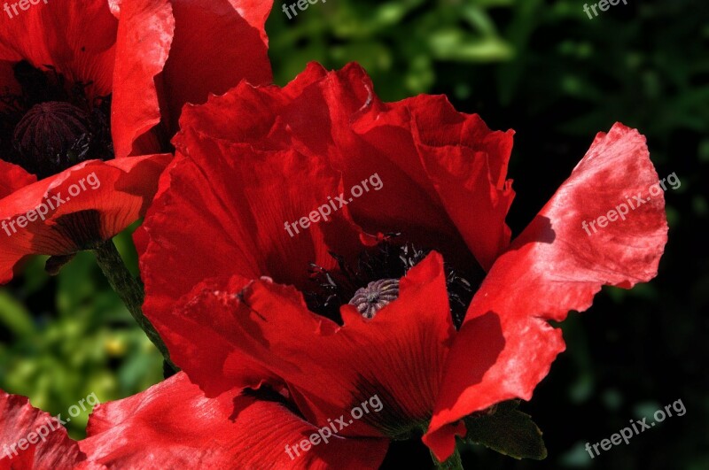 Poppy Flower Red Garden Petal