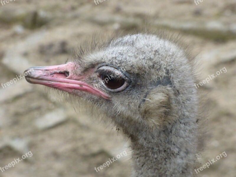 Ostrich Animal The Head Of The Zoo Catwalk