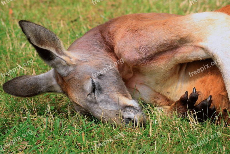 Animal Kangaroo Australia Marsupial Wildlife