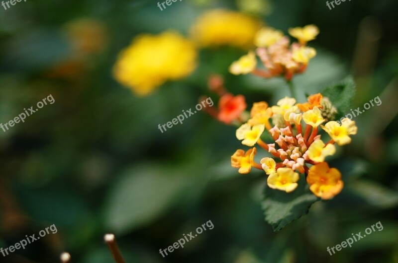 Spring Seonyudo Flowers Plants Free Photos