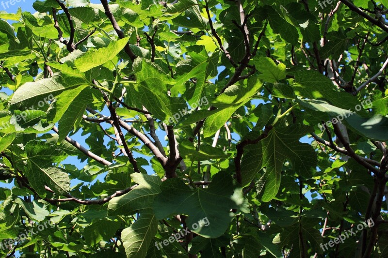 Fig Tree Branches Leaves Lobed