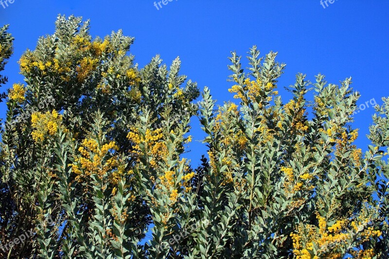 Acacia Tree Tree Acacia Flowers Yellow