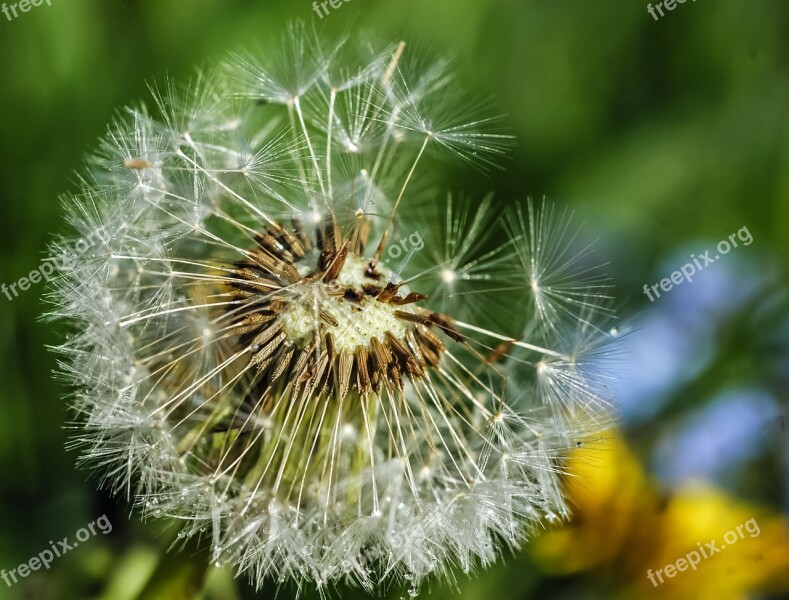 Dandelion Wind Pointed Flower Close Up Dandelion Crown