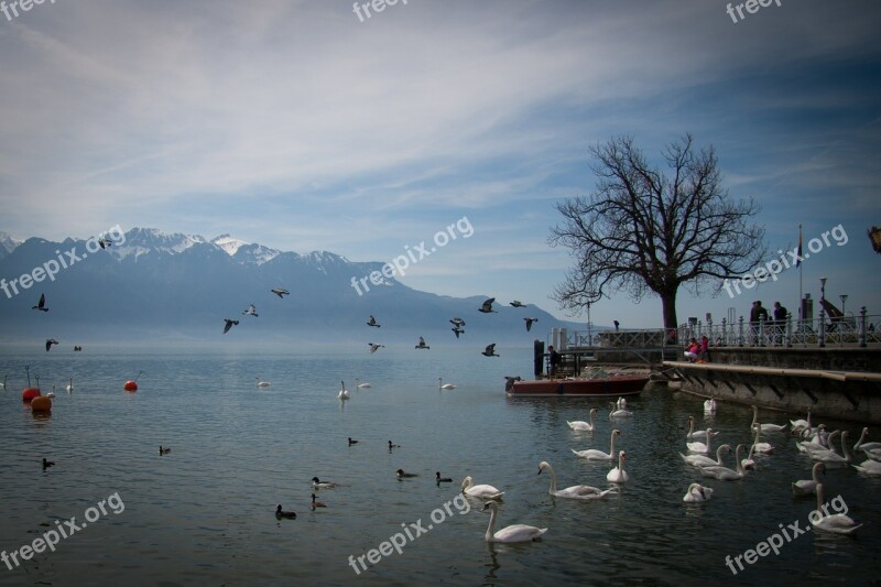 Lake Swan Switzerland Landscape Free Photos