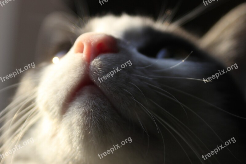 Cat Whiskers Feline Animal Domestic