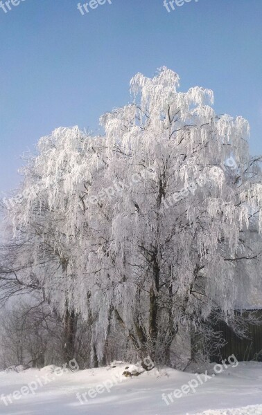 Tree Frost Winter Sunshine Cold