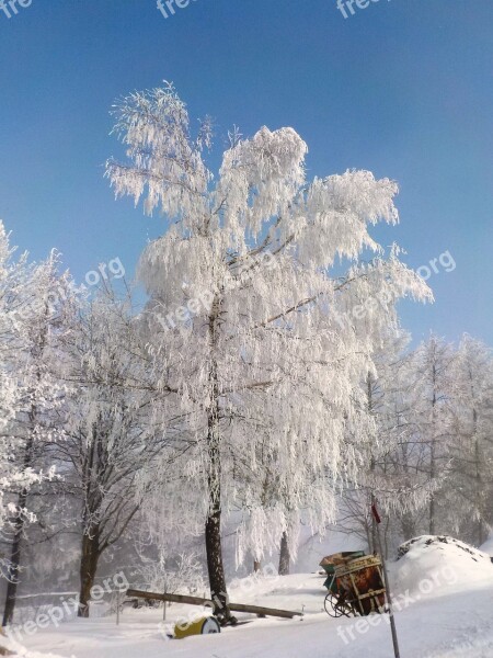 Tree Frost Winter Landscape Sunshine