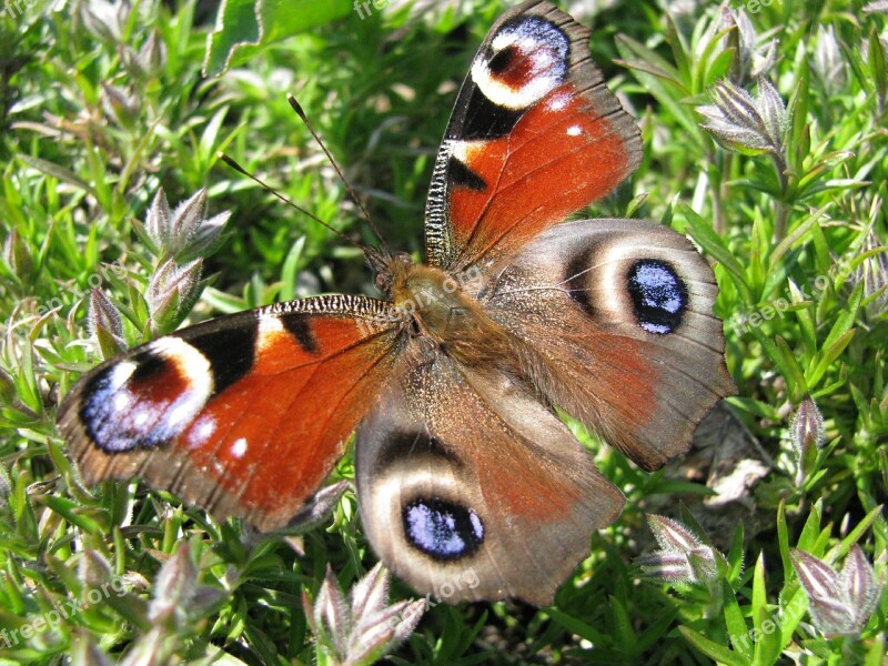 Butterfly Oct Animal Free Photos