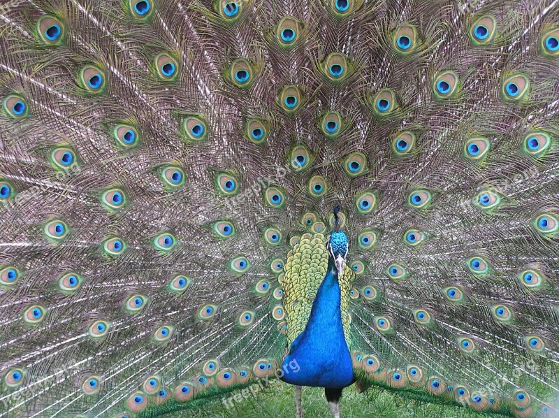 Peacock Fan Tail Plumage Peafowl