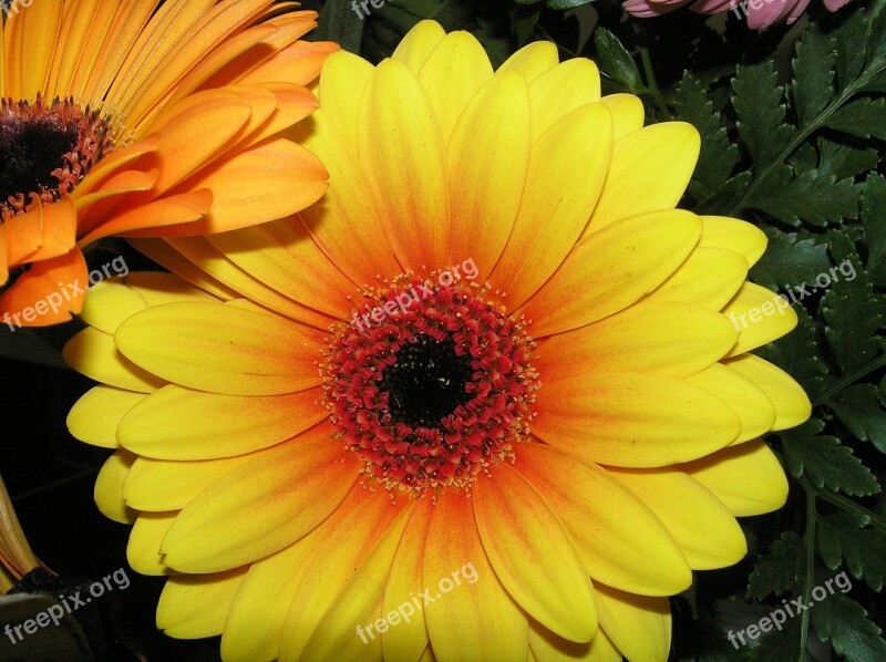 Flower Gerbera Daisy Blooming Free Photos