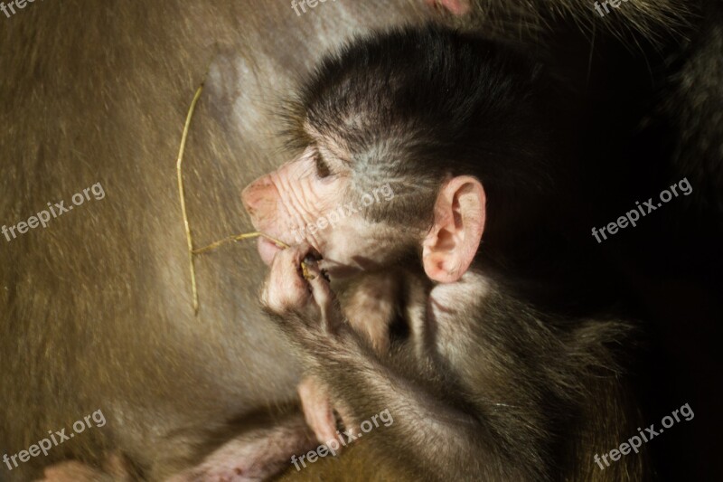 Baboon Baby Monkey Wild Cute