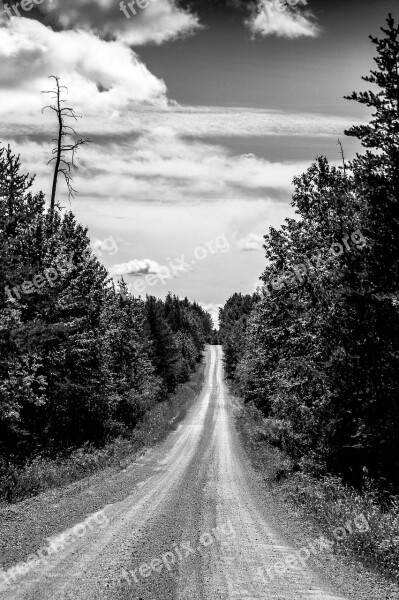 Road Forest Black And White Journey Tree