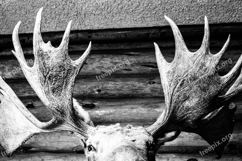 Moose Canada Head Antlers Nature