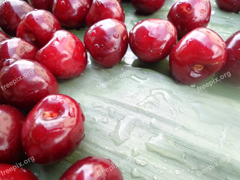 Sour Cherry Reed Summer Fruit Free Photos