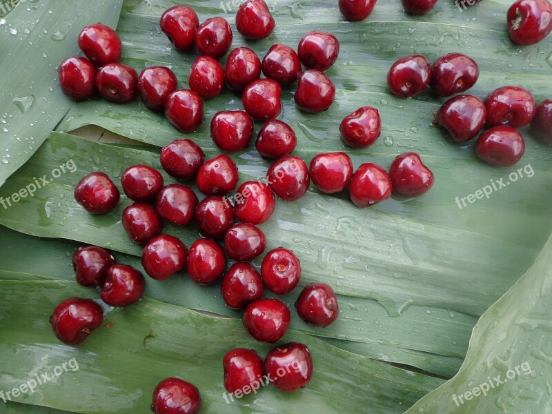 Sour Cherry Reed Summer Fruit Athlete