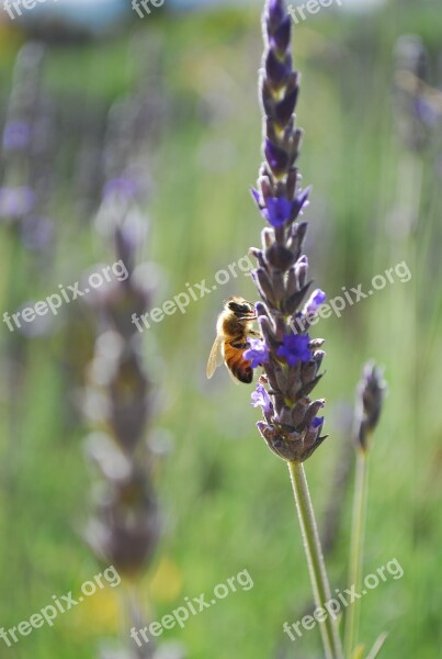 Bee Lavender Flower Summer Nature