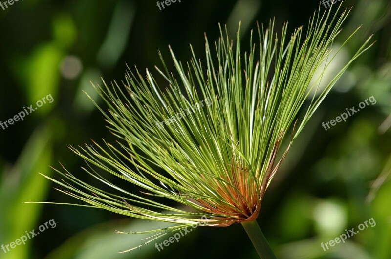 Plant Nature Flowers Canary Islands La Reptiles