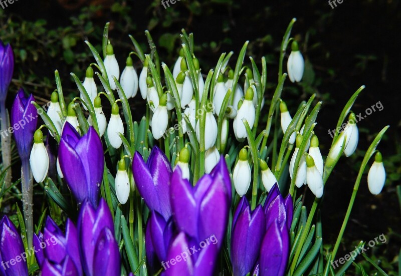 Flower Blossom Bloom Crocus Winter