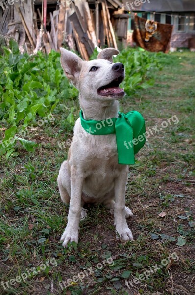 Dog Joy Bow Free Photos