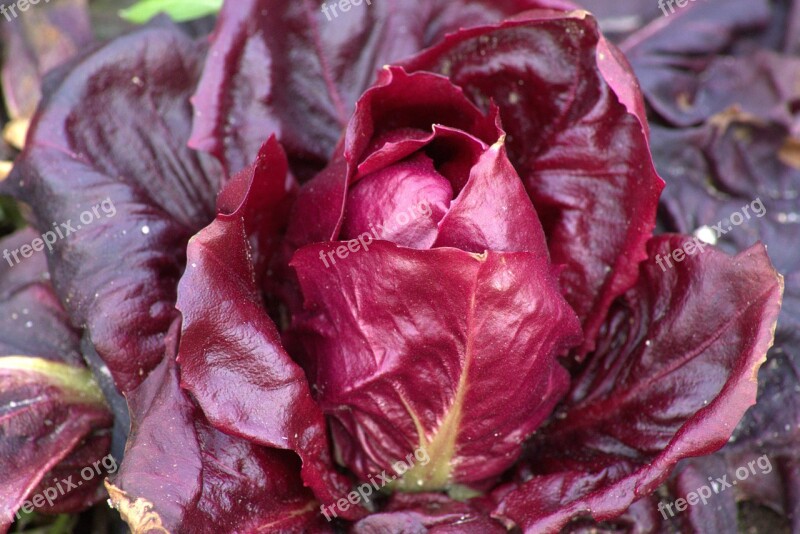 Plant Salad Red Vegetables Free Photos